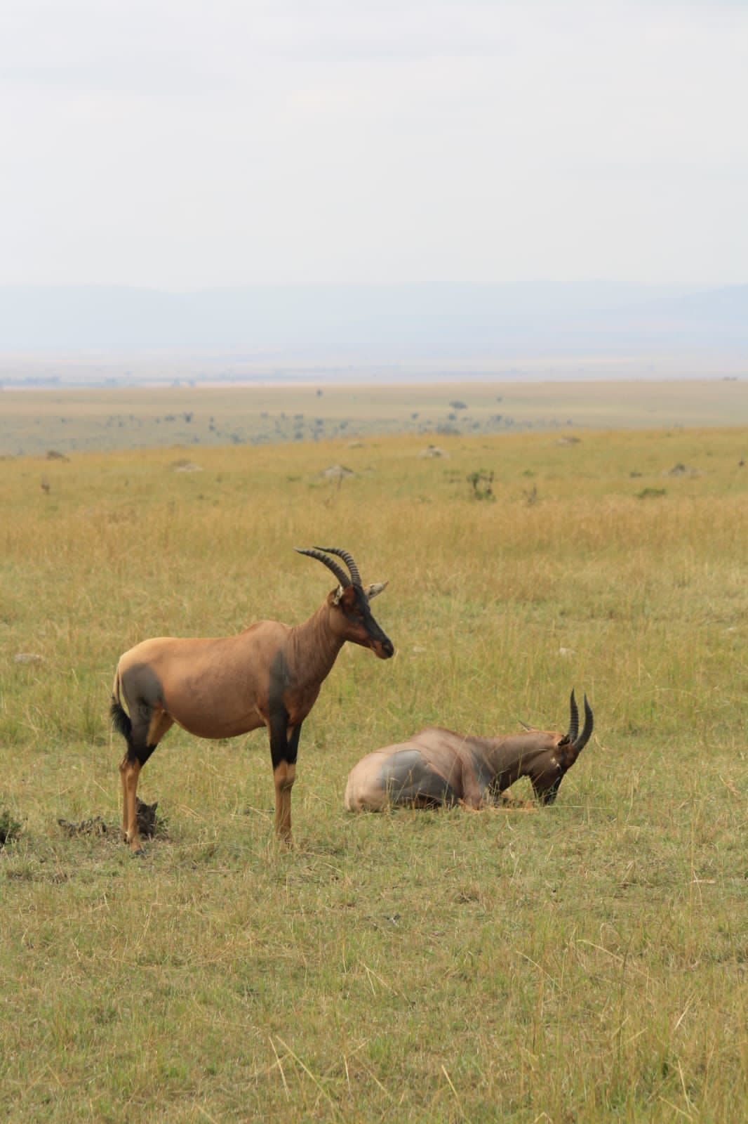 Antelope Safari