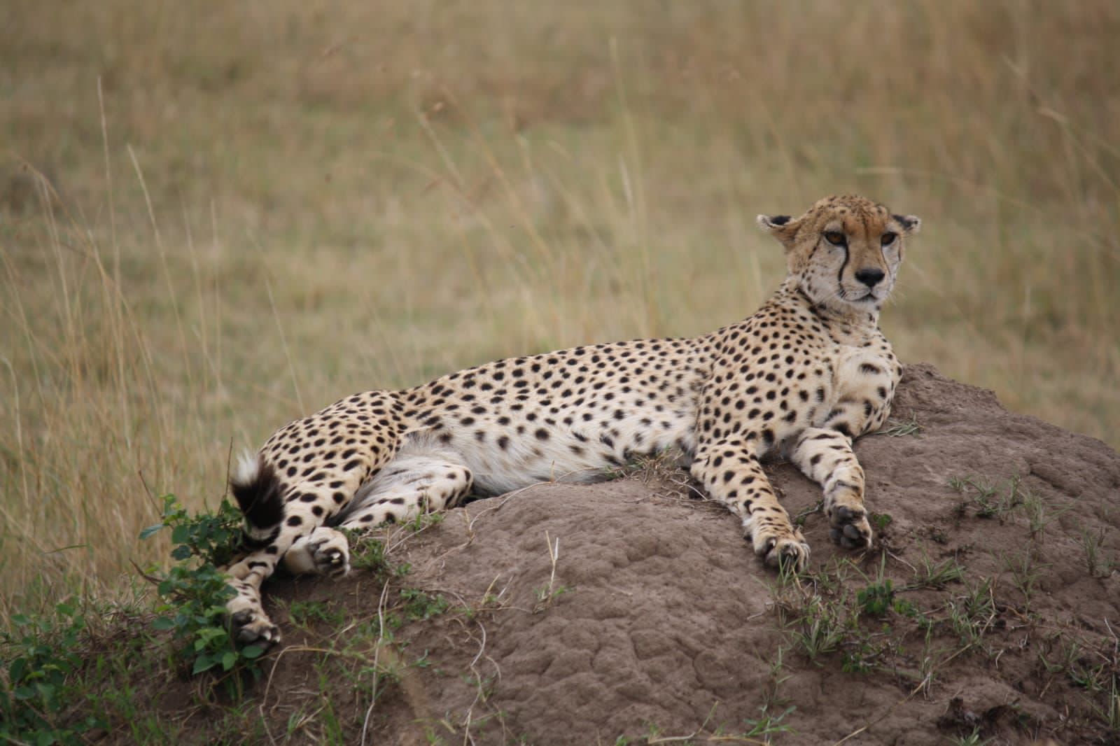 chui Safari