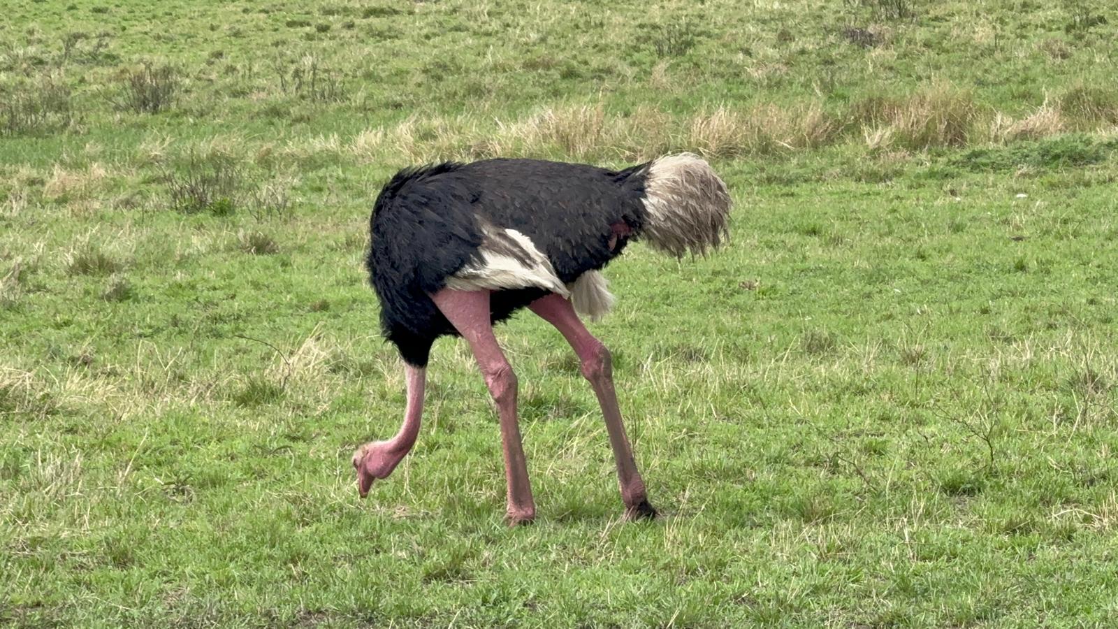 Mbuni Safari