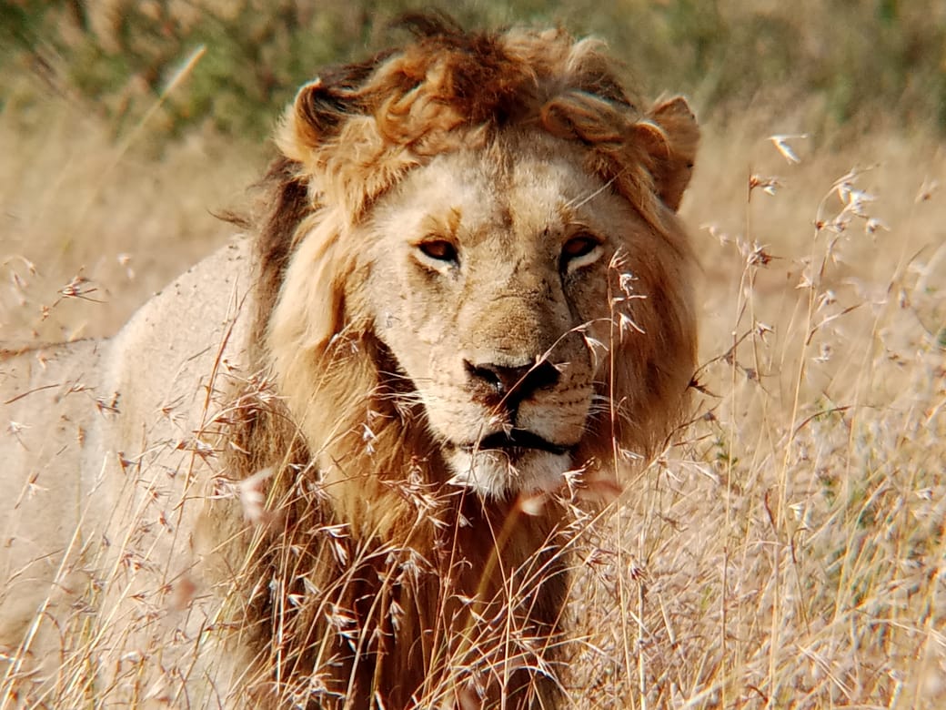 Lion Safari