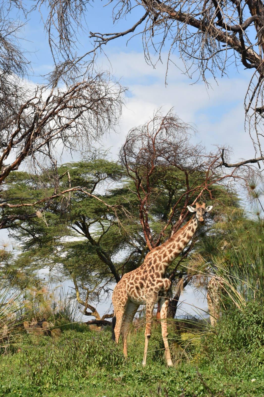 Safari guide with guests